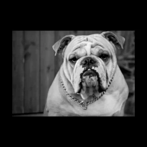 Animales 10