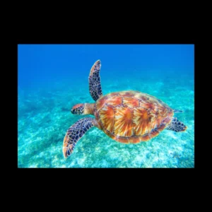 Animales 2