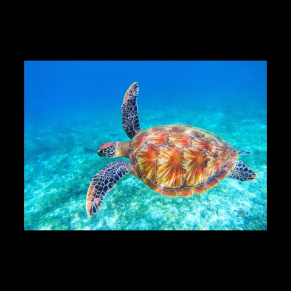 Animales 2