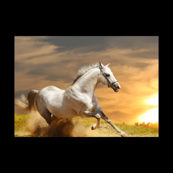 Animales 3