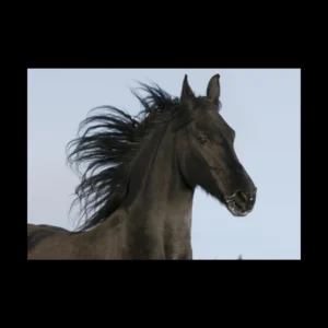 Animales 7