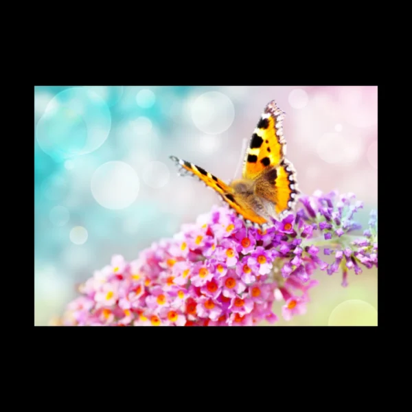 Animales 9
