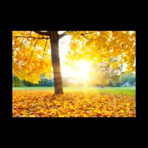 Arboles 1