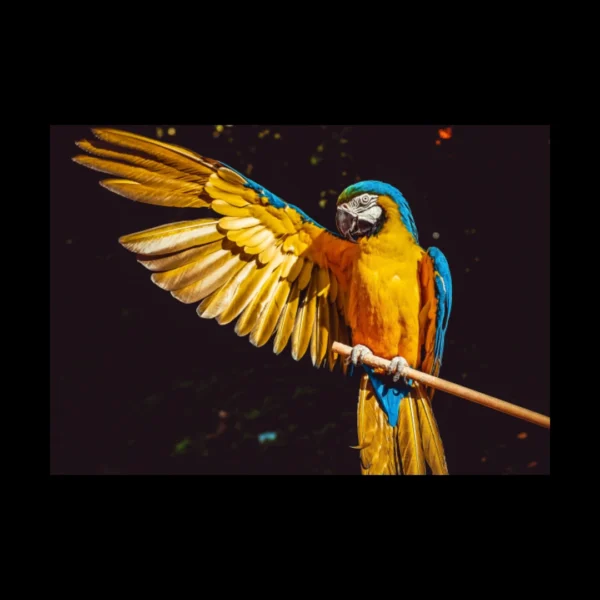 Aves 1