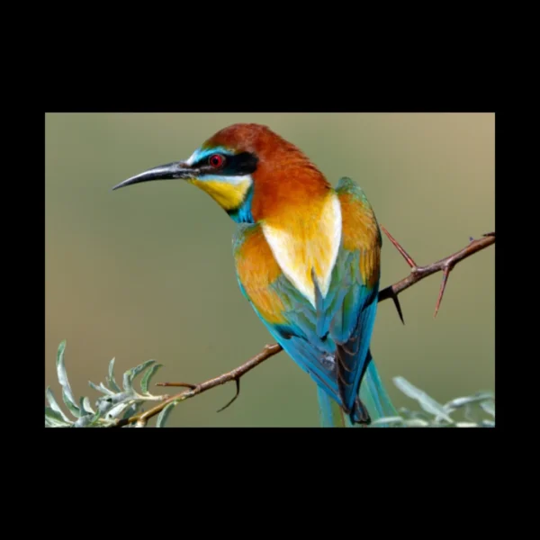 Aves 2