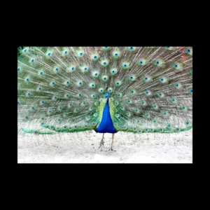 Cuadro decorativo Pajaros para pared, modelo 6 - Avayra