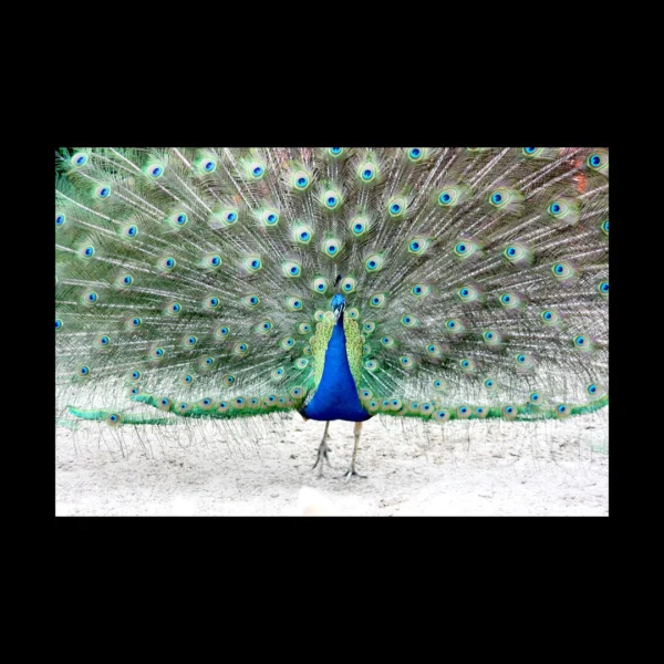 Aves 6