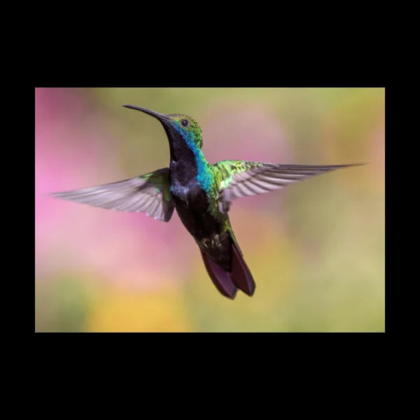 Aves 7